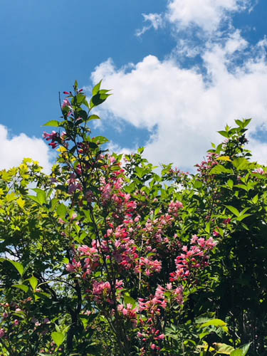 花も鮮やか。