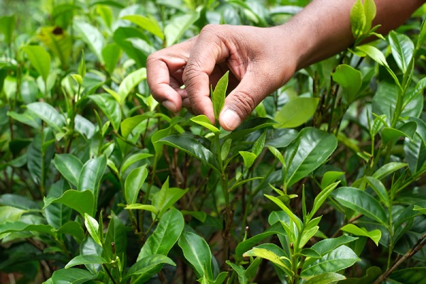 「一芯二葉」が茶摘みの基本です。これは、日本茶の新茶と変わらないですね。
