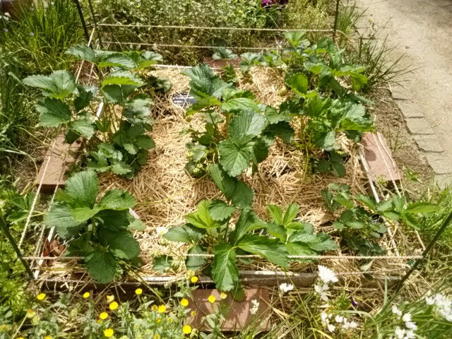 いちご畑