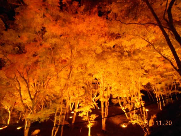 ライトアップされた紅葉