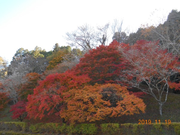 おばらふれあい公園駐車場の紅葉と桜