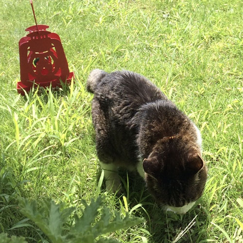 注)原っぱでなく庭です〜。猫のためにもナチュラルに(笑)