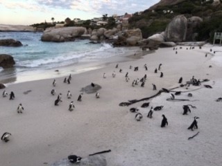 ケープペンギンのコロニー