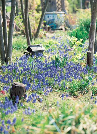 今では約700種、2500本のバラの他、宿根草や一年草など、150種以上の草花が植えられています。