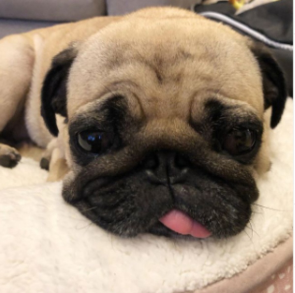 愛犬のおもちちゃんは真飛さんのインスタでも人気!