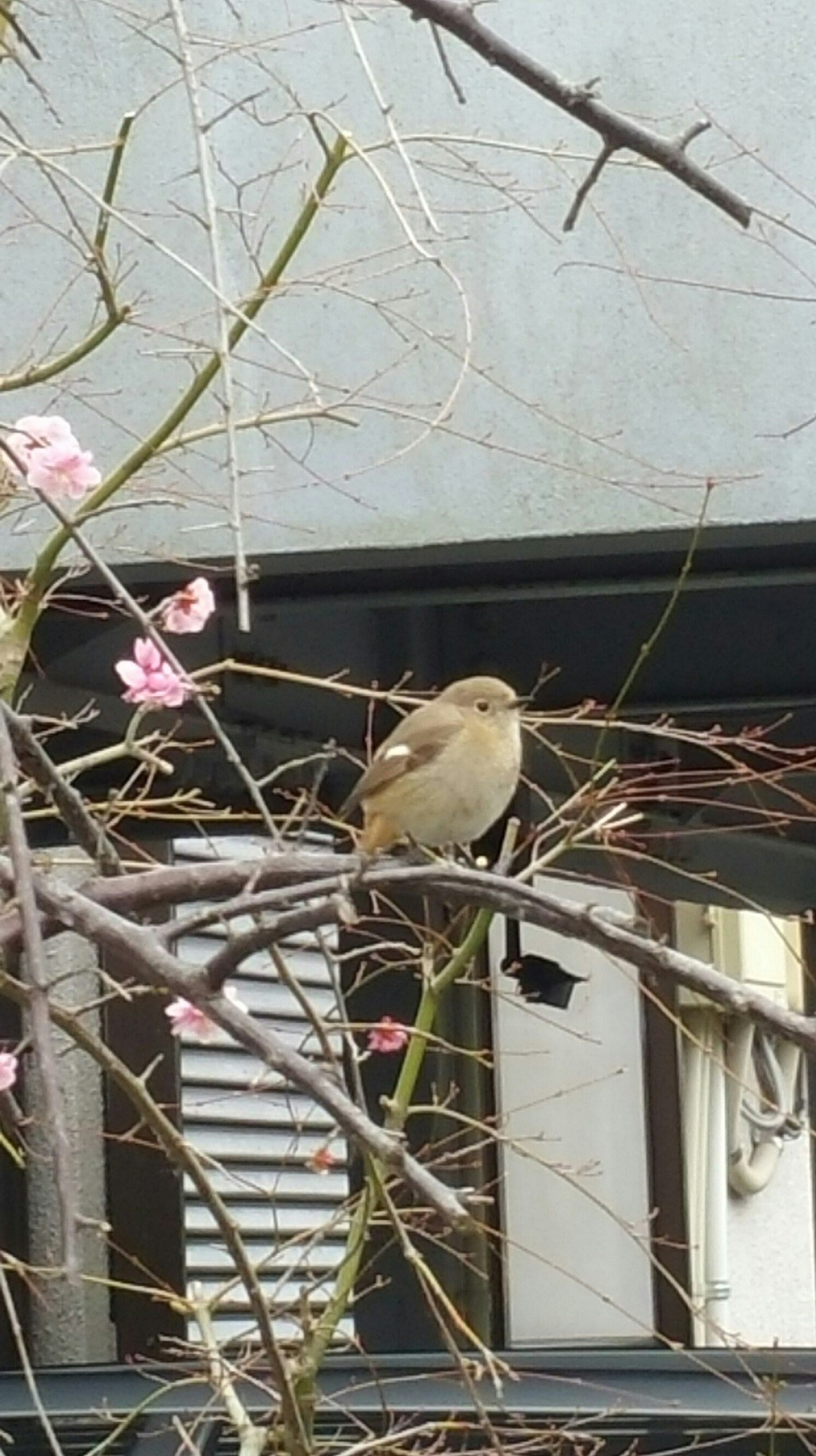 庭に咲く枝垂れ梅の枝にくつろぐ鶯