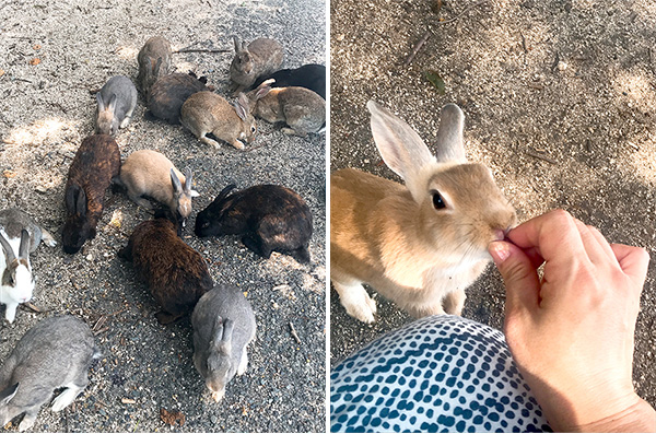 (左)わらわらと寄ってきたうさぎ(右)わーい、ごはんだ♪
