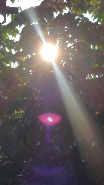 7月末、強い日差しが照りつける中我が家の夏は終わろうとしている
