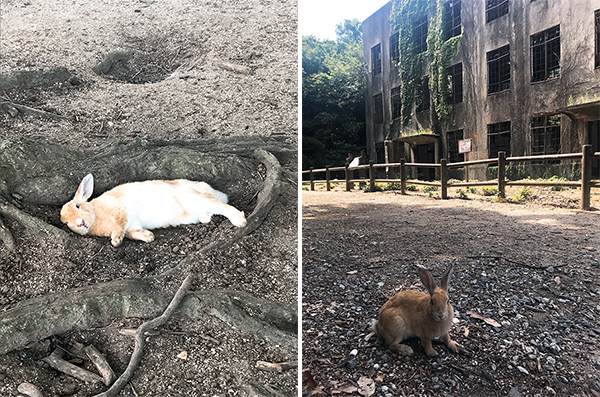 (左)わらわらと寄ってきたうさぎ(右)わーい、ごはんだ♪