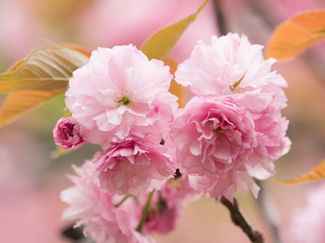 関山桜