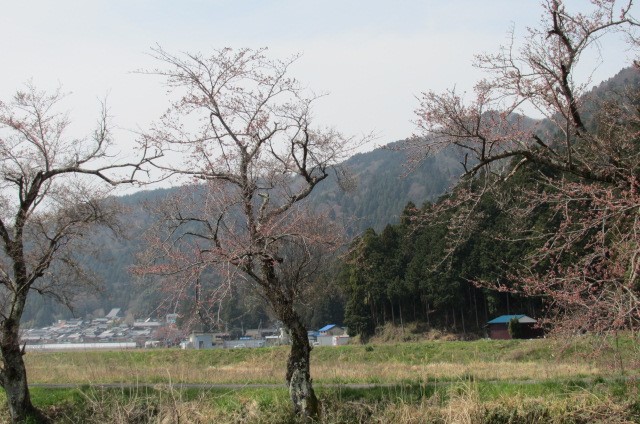 後方の山は賤ヶ岳