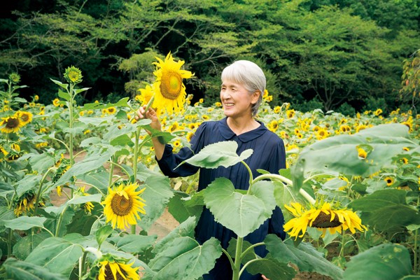 高さ1.5mにもなる品種「ビューティフルサン」。ヒマワリは花が首をもたげてから3週間後が種の収穫どきです。