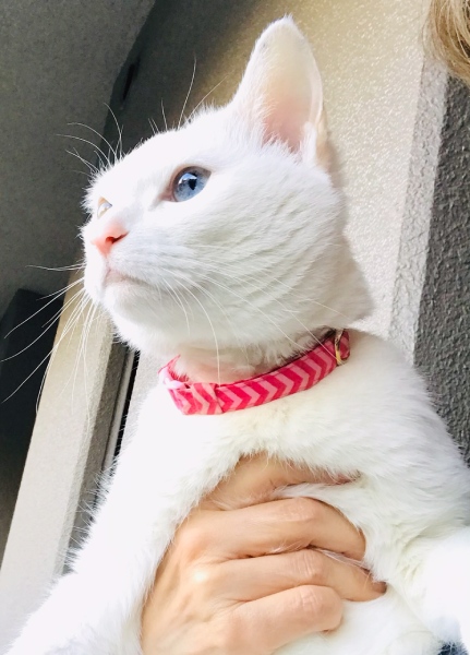 愛猫“ちょっくら”は元気です!