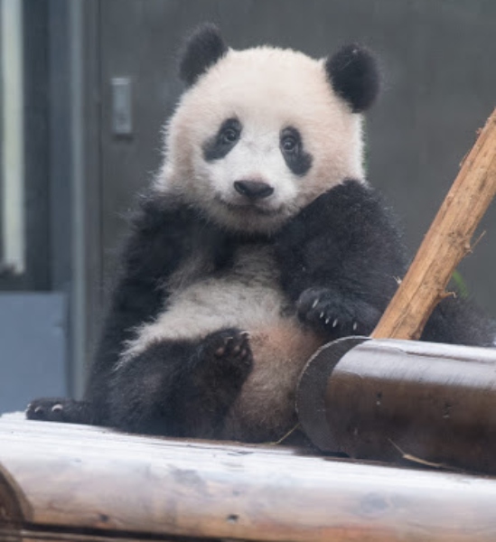 おめめパッチリ!愛らしいシャンシャン、9か月(2018年3月)