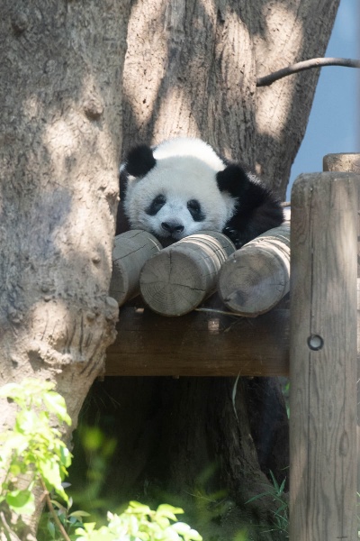 1歳。笑いながら眠っているみたい。どんな夢を見ているの?