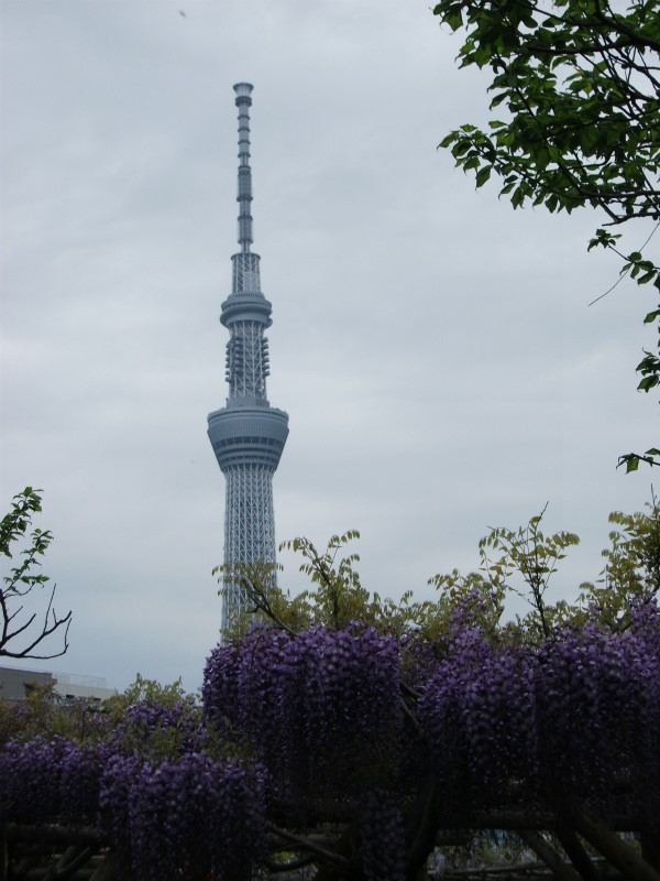スカイツリーと藤の花
