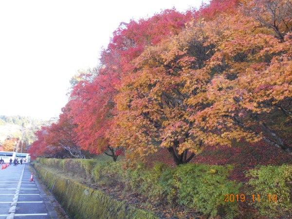 小原ふれあい公園 駐車場の紅葉