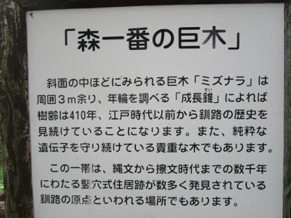 森一番の巨木の看板