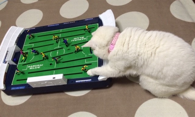 猫のいる暮らし