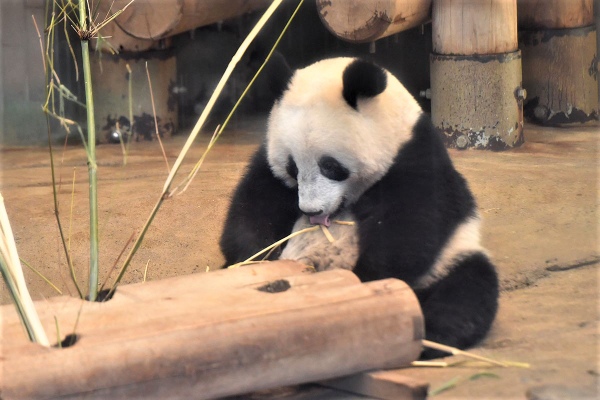 「ちょっと食べすぎちゃったかも~、てへ」2019年1月撮影