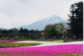 富士芝桜まつり