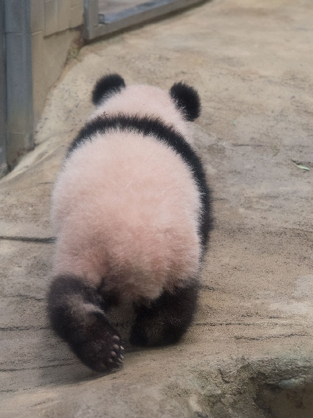 後ろ姿歩くシャン