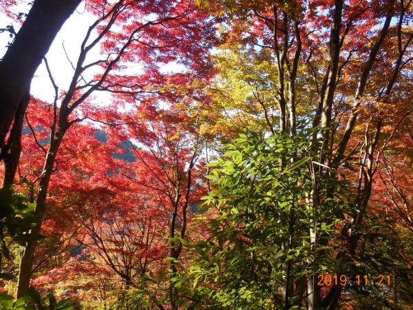 足助の観音山の紅葉