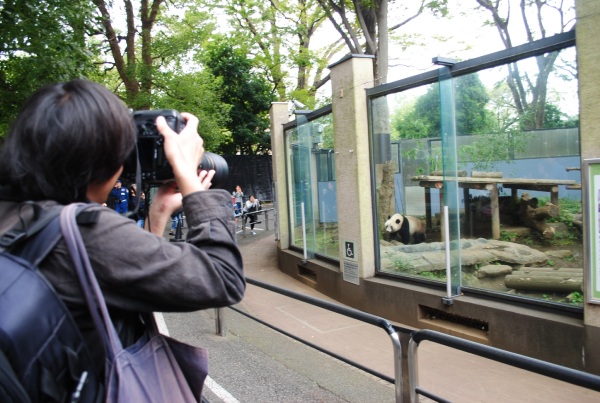 取材当日の高氏さんと、よく動き回るシャンシャン