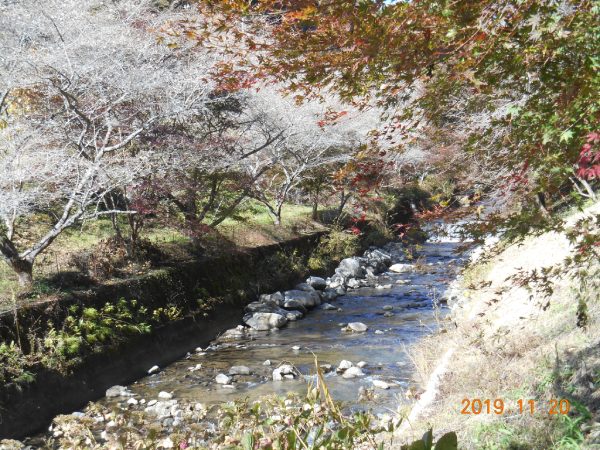 柿ケ入遊歩道 川沿いの紅葉と四季桜