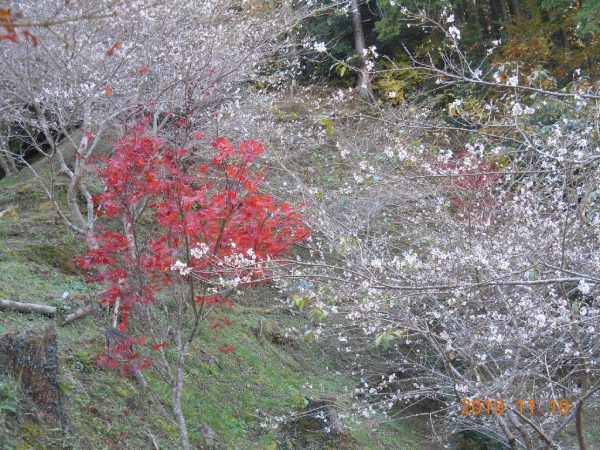小原ふれあい公園の ちょっとさびしい四季桜と紅葉