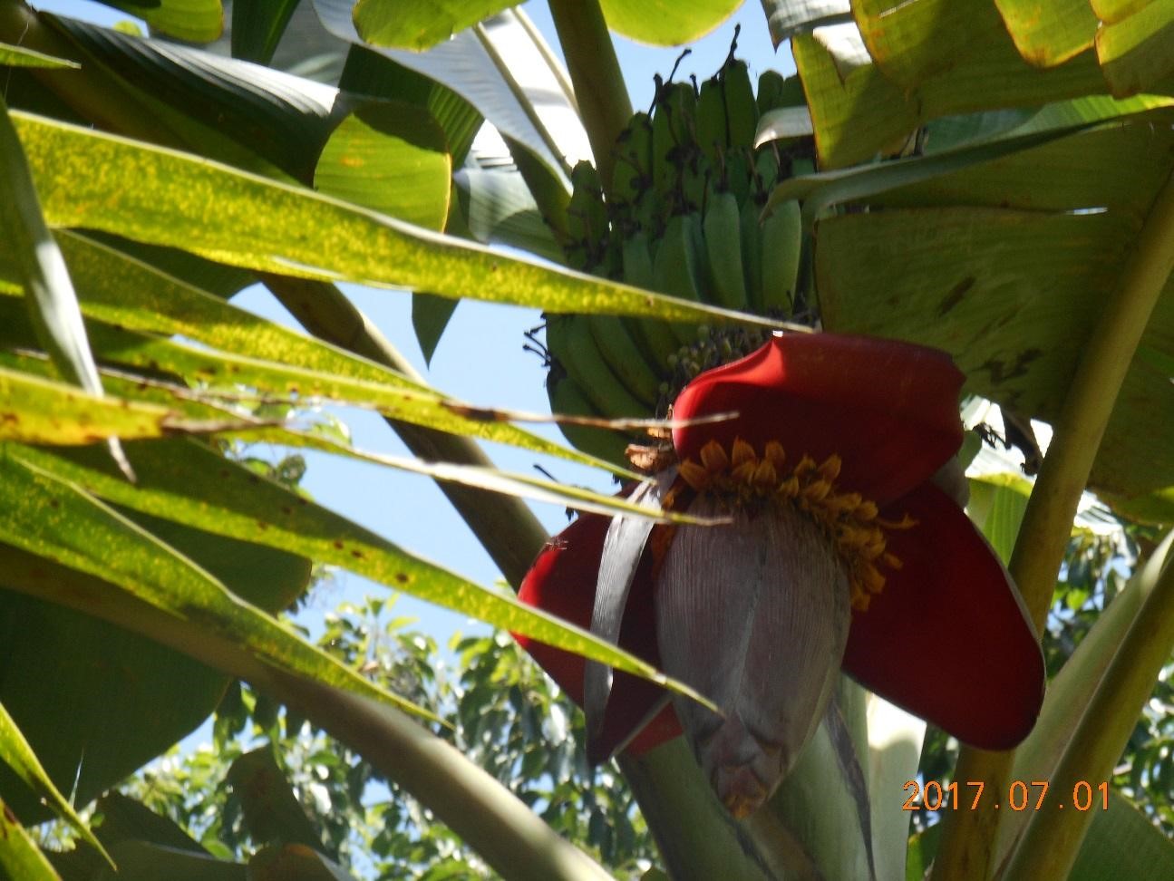 こんな大きなバナナの花を見たことありますか?