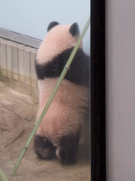 立ち上がるシャンシャン