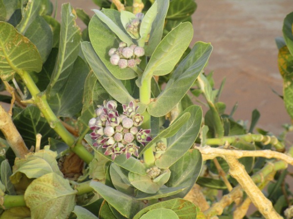 砂漠のマメ科植物