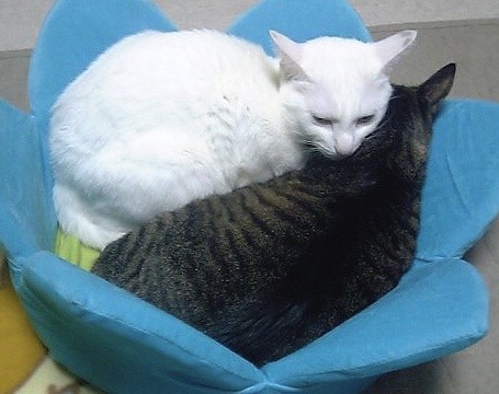 白猫と黒猫