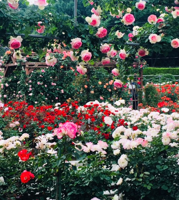薔薇まつり