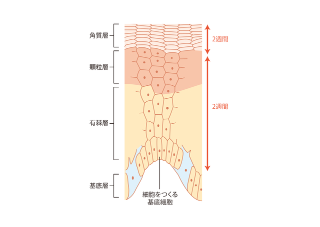 つら い 花粉症による肌荒れの原因と対策 ハルメク美と健康