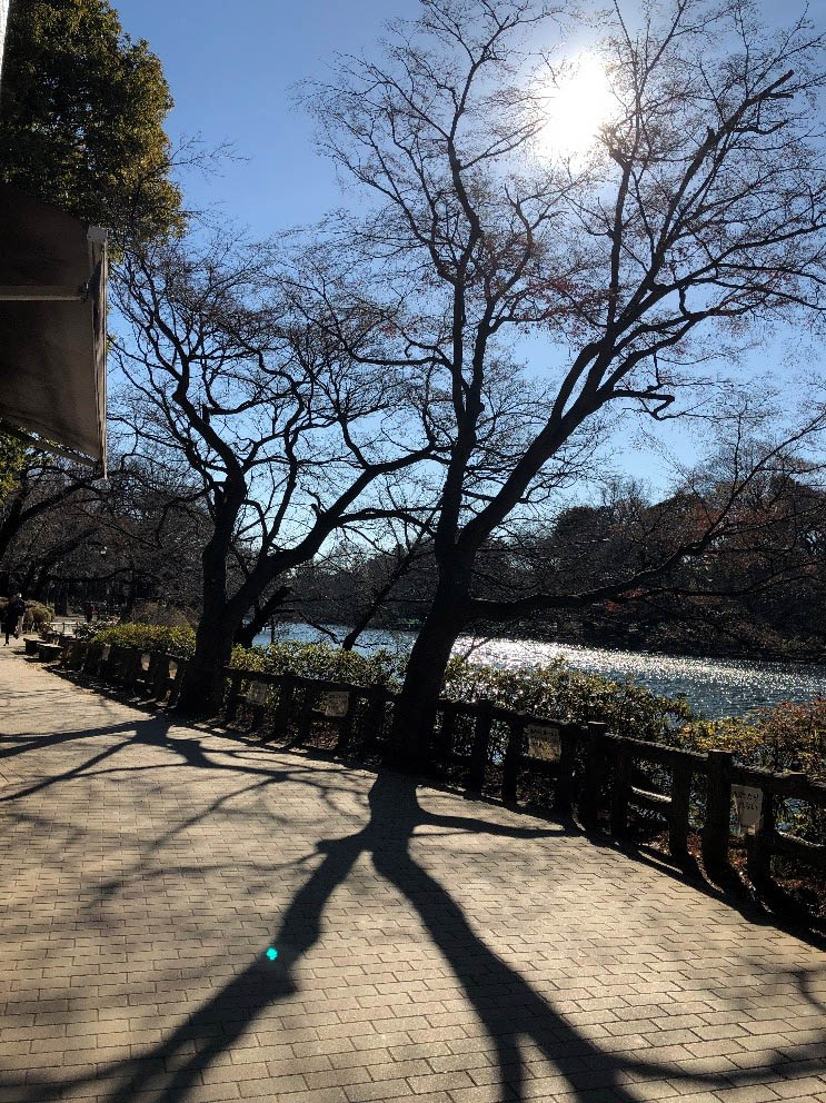 井の頭公園の遊歩道。いい天気で気持ちいい!