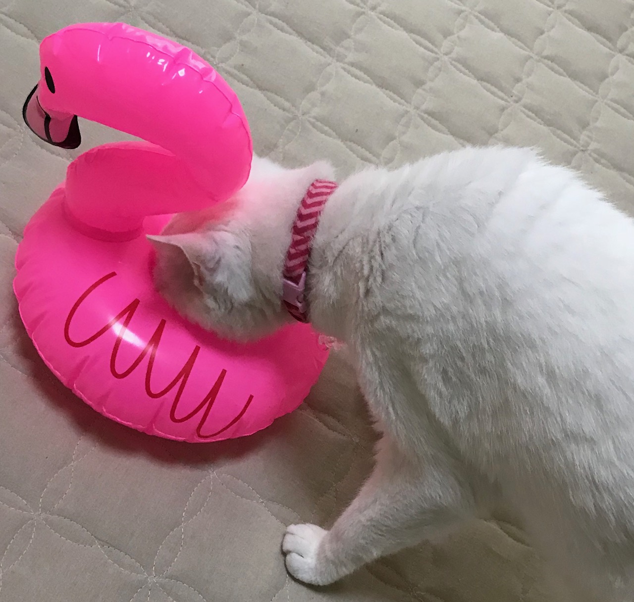 くんかくんか♪