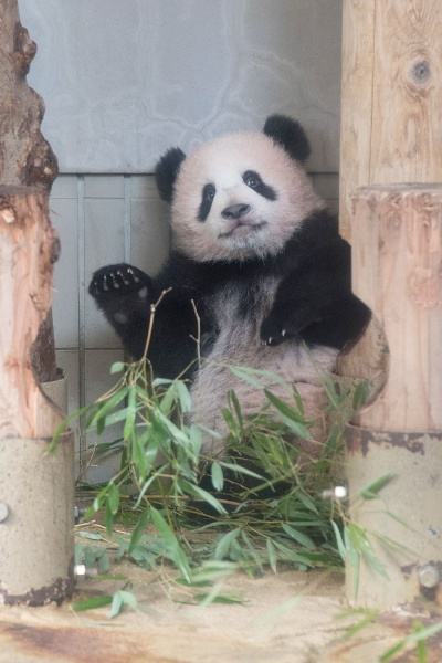 公開2日目。今日は起きてる! はじめまして、シャンシャン!