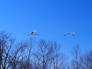 丹頂
