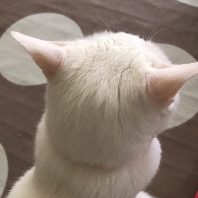 白猫