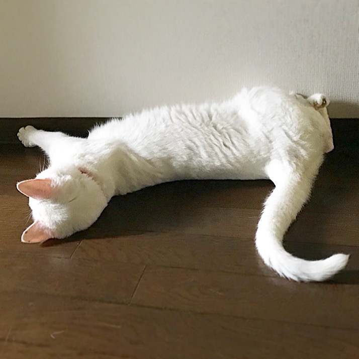 暑くていきだおれてる子