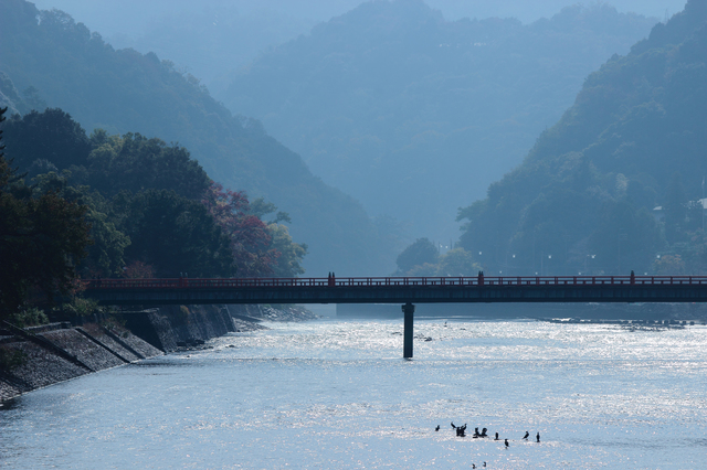 京都府宇治市 宇治川の風景